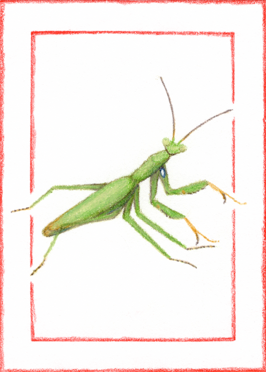 Small Fine Art Print "Mantis religiosa (Green)" 5" X 7"