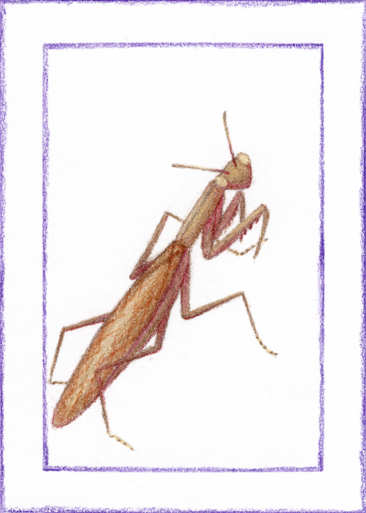 Small Fine Art Print "Mantis religiosa (Brown)" 5" X 7"