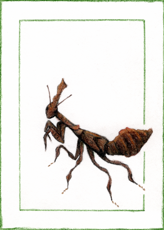 Small Fine Art Print "Phyllocrania paradoxa" 5" X 7"