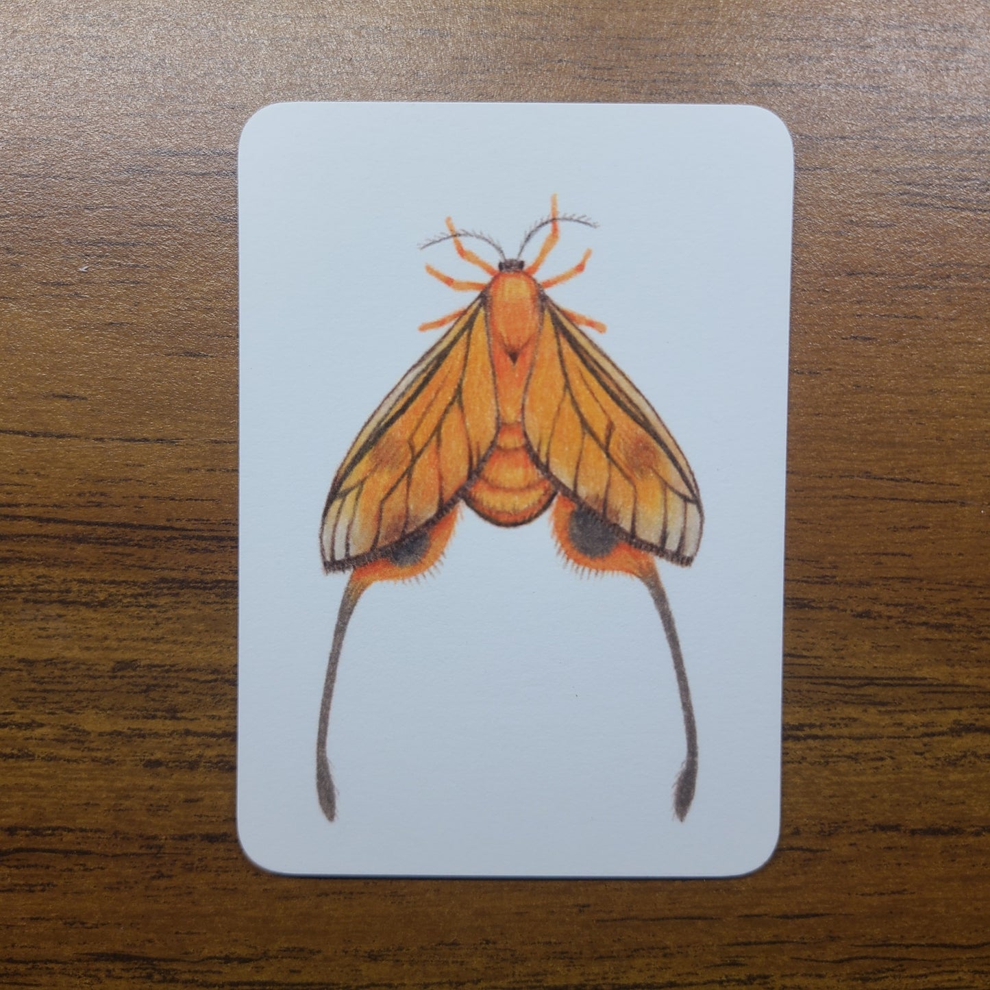Limited Edition Art Card Print Burnet Moth Series