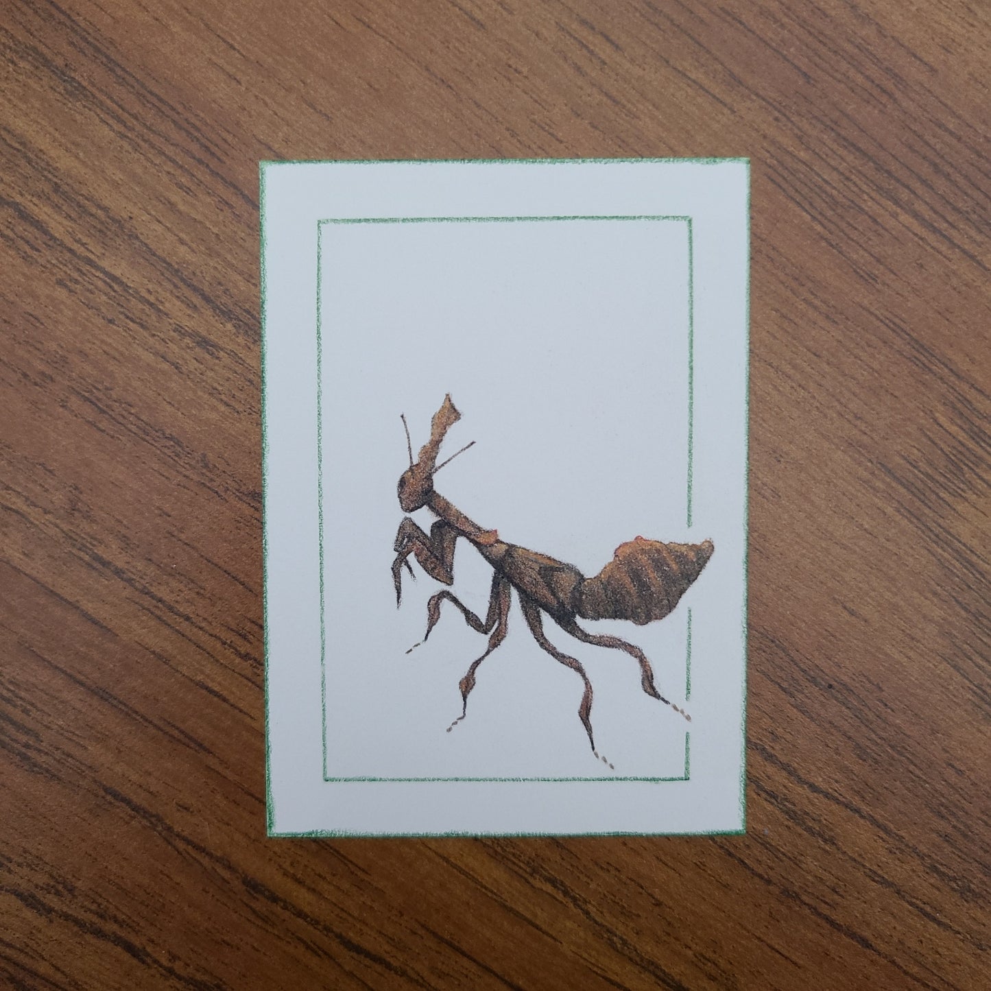 Original Art Card "Phyllocrania paradoxa"