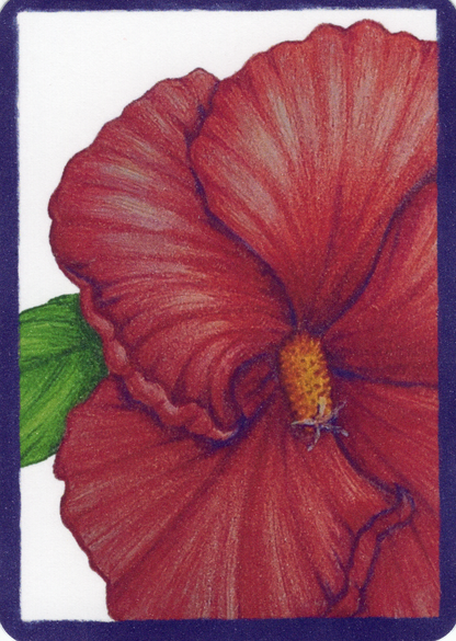 Limited Edition Art Card Print "Pink Hibiscus"