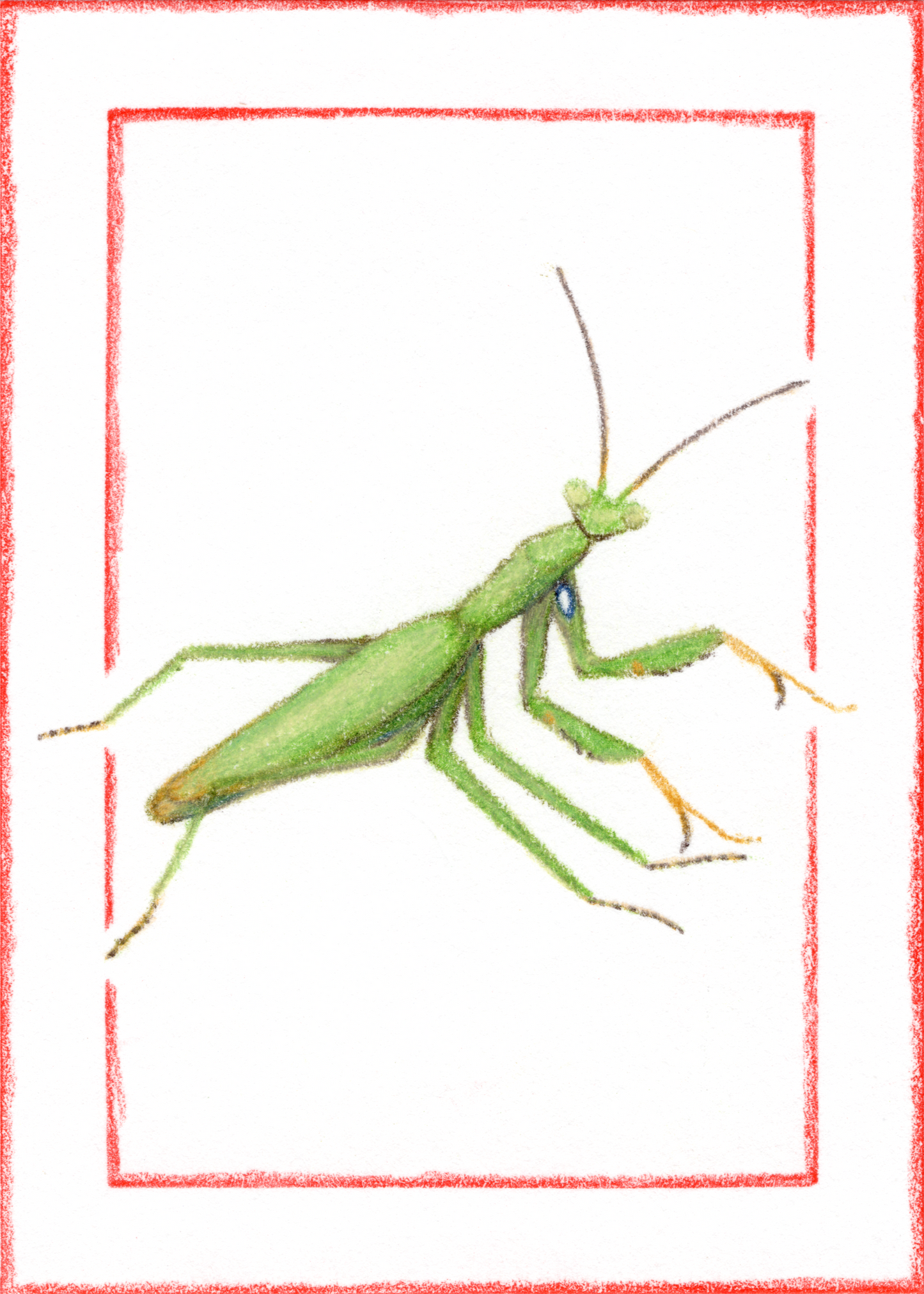 Original Art Card "Mantis religiosa (Green)"