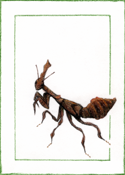 Original Art Card "Phyllocrania paradoxa"