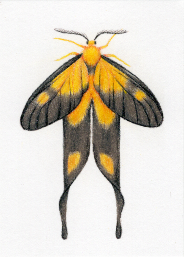 Original Art Card "Semioptila fulveolans"
