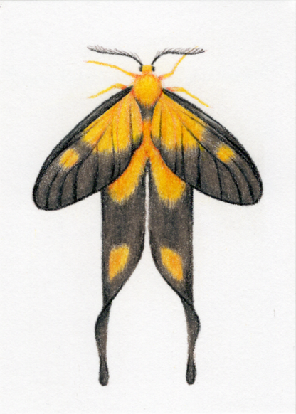 Original Art Card "Semioptila fulveolans"