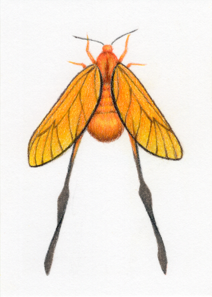 Original Art Card "Himantopterus fuscinervis"