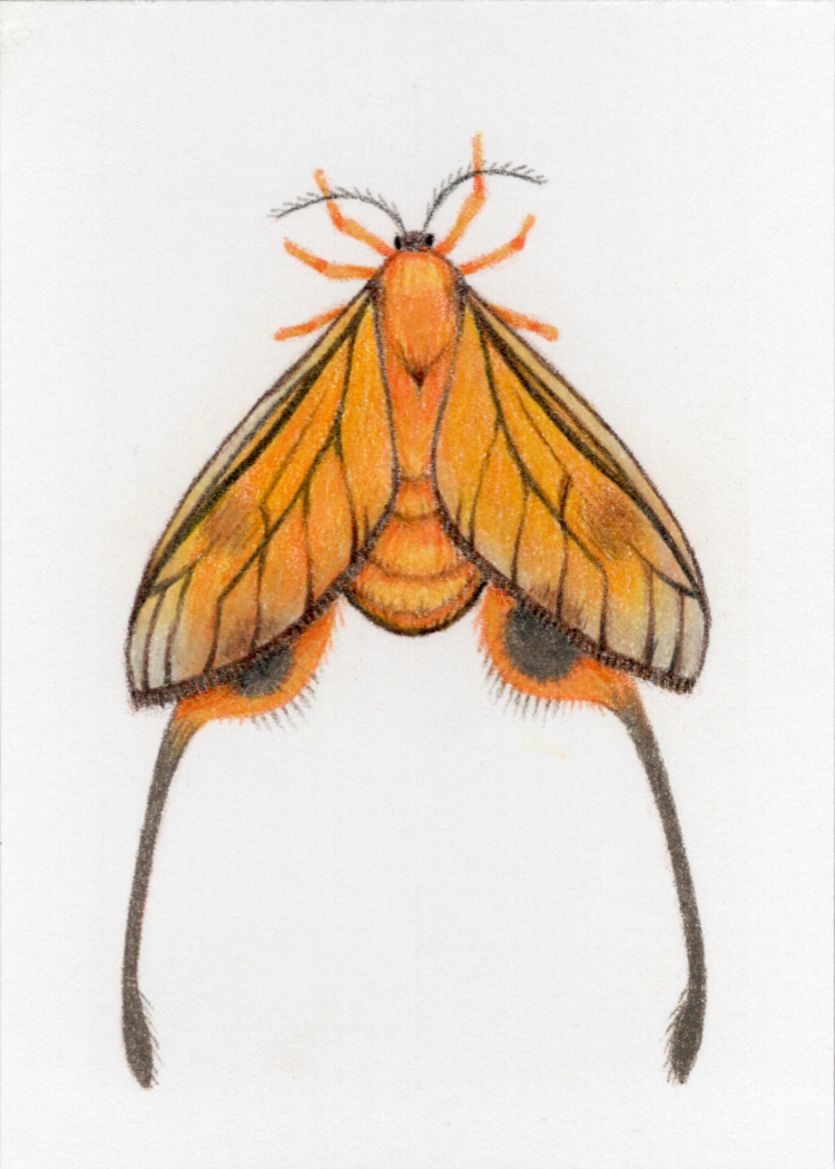 Original Art Card "Himantopterus zaida"