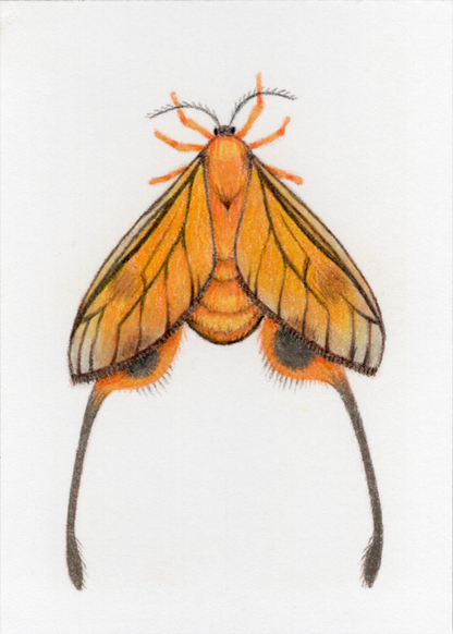 Original Art Card "Himantopterus zaida"