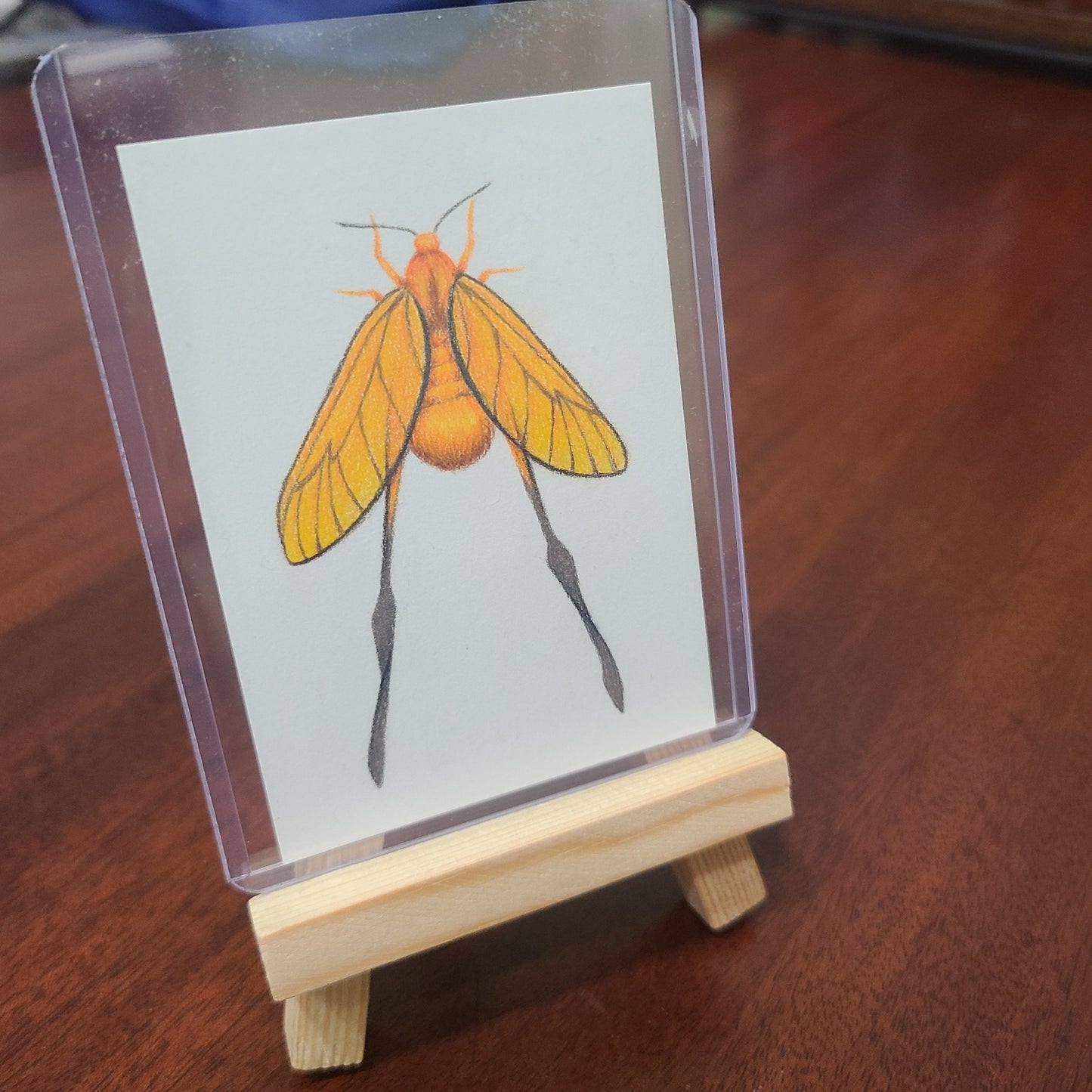 Original Art Card "Himantopterus fuscinervis"