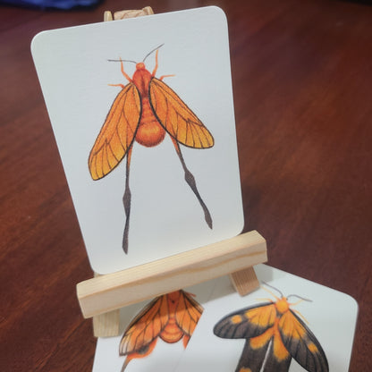 Limited Edition Art Card Print Burnet Moth Series