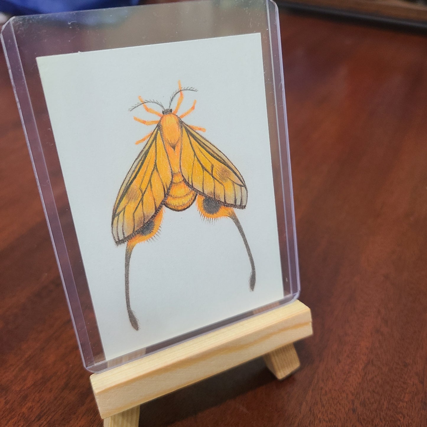 Original Art Card "Himantopterus zaida"