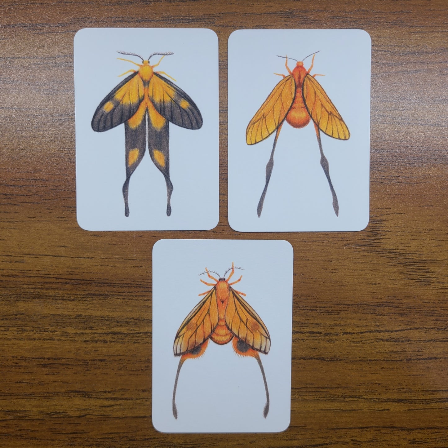Limited Edition Art Card Print Burnet Moth Series