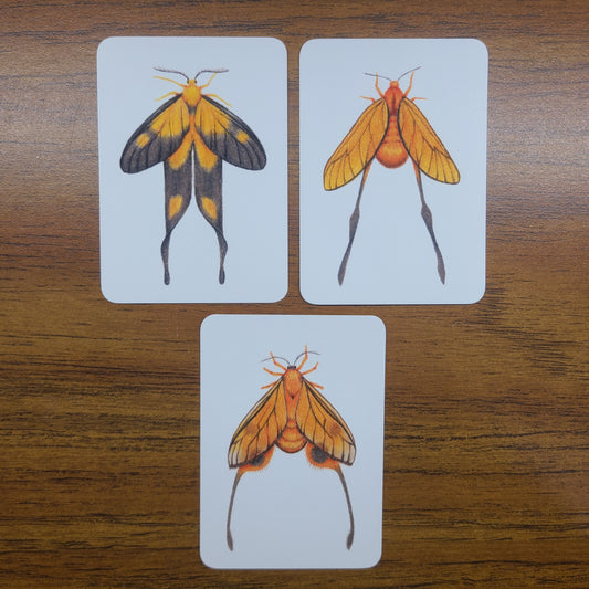 Limited Edition Art Card Print Burnet Moth Series