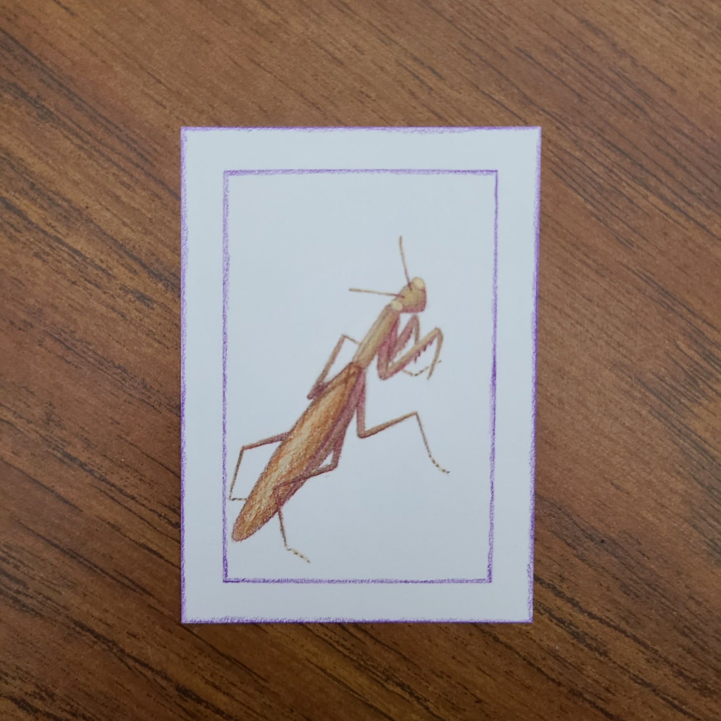 Original Art Card "Mantis religiosa (Brown)"