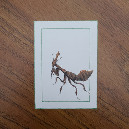 Original Art Card "Phyllocrania paradoxa"