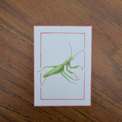 Original Art Card "Mantis religiosa (Green)"