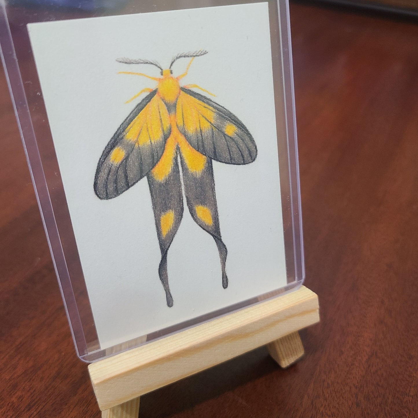 Original Art Card "Semioptila fulveolans"