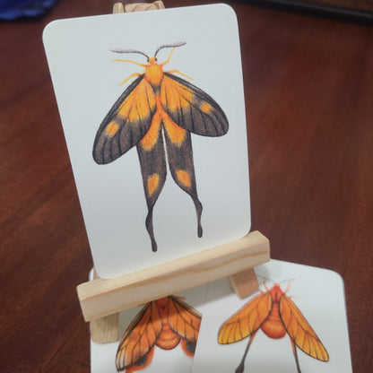 Limited Edition Art Card Print Burnet Moth Series