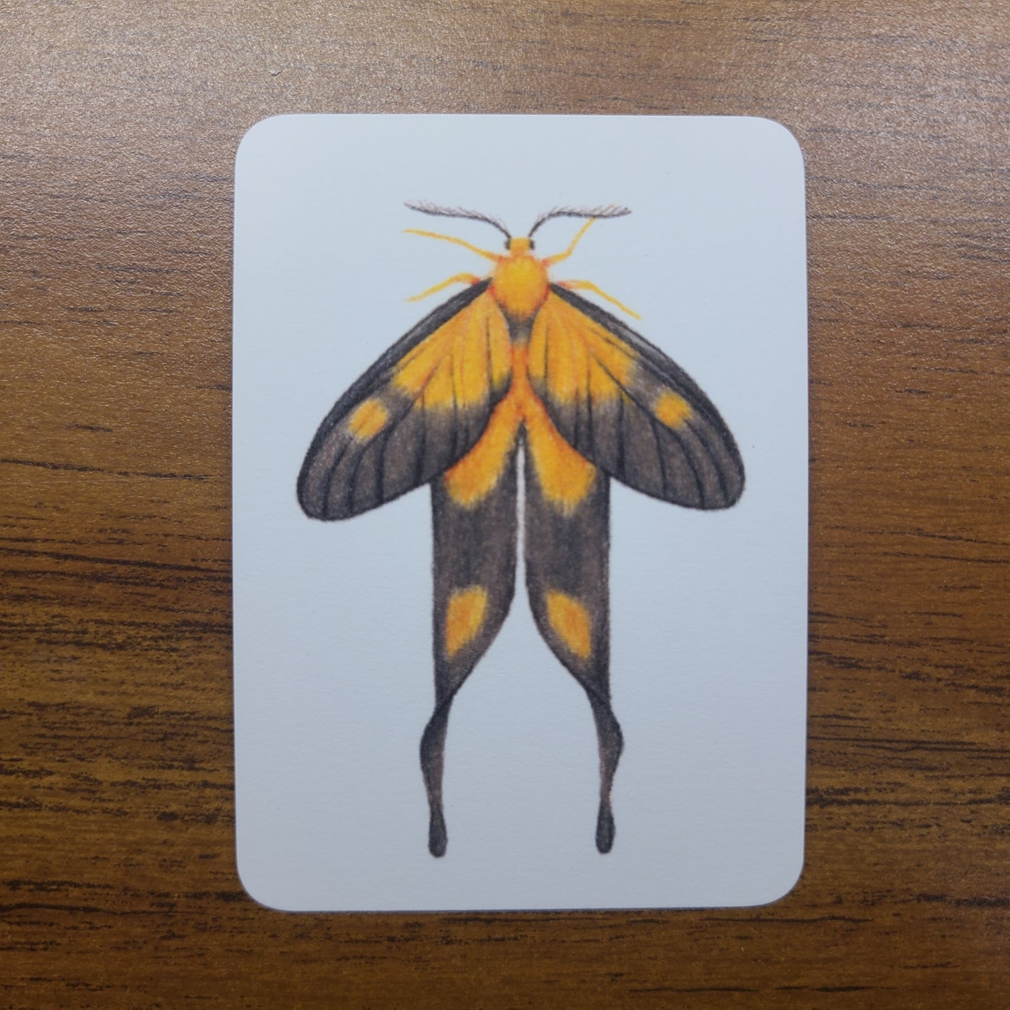 Limited Edition Art Card Print Burnet Moth Series
