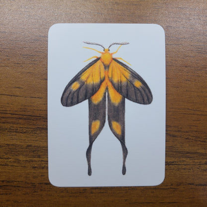 Limited Edition Art Card Print Burnet Moth Series